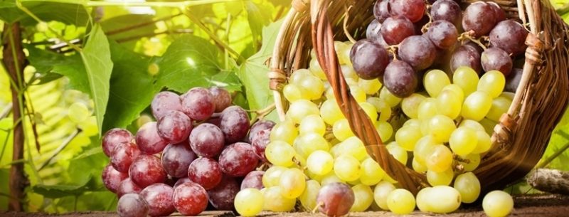 Usos, receitas e benefícios da uva para a nossa saúde