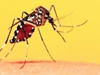 Febre amarela: o que é, quais seus sintomas e tudo sobre a vacina