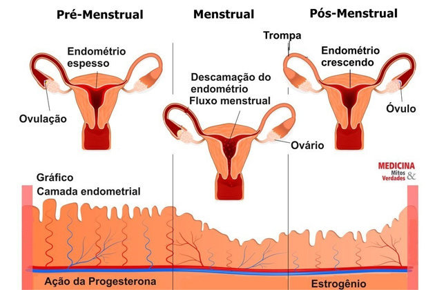 O Que é Ciclo Menstrual Quando Começa E Como Calculá Lo 3253