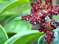 Chá de canela de velho: para que serve, como fazer e contraindicações