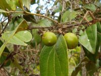 Chá de quina: o que é, para que serve e como prepará-lo