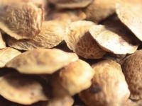 Conheça os benefícios e contraindicações do chá de semente de sucupira