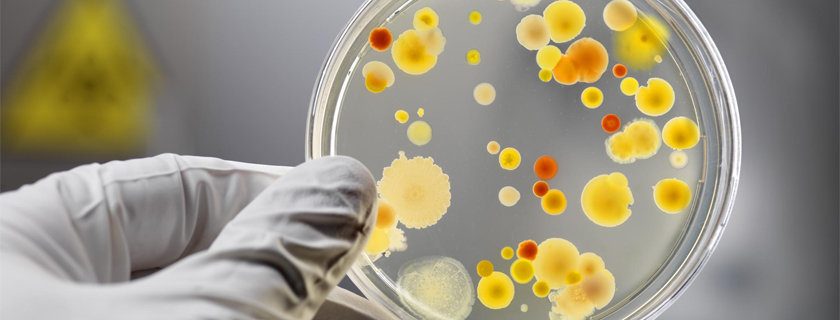 Fungos: Por que 75% das mulheres podem sofrer com infeções fúngicas?