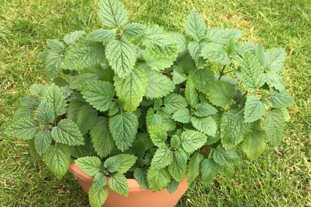 Como plantar erva cidreira?
