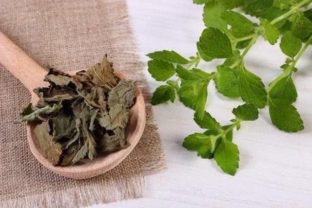 erva-cidreira-beneficios