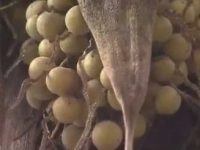 Benefícios da macaúba para a saúde