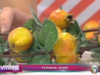 Benefícios da romã para a nossa saúde