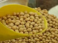 Benefícios da soja para a saúde