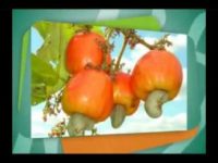 Benefícios do caju para a nossa saúde