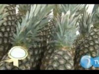 Coração: alimentos que ajudam a mantê-lo saudável