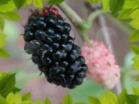 Os incríveis benefícios do chá de folha de amora para a saúde