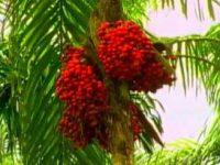 Os incríveis benefícios do palmito pupunha para a saúde