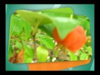 Pitanga: propriedades e benefícios desse fruta