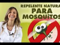 Repelente natural: alimentos e plantas que afastam a dengue